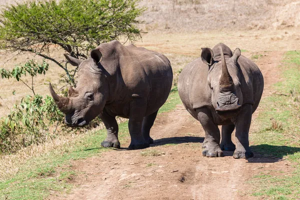Vrčení je Rhino čelní — Stock fotografie