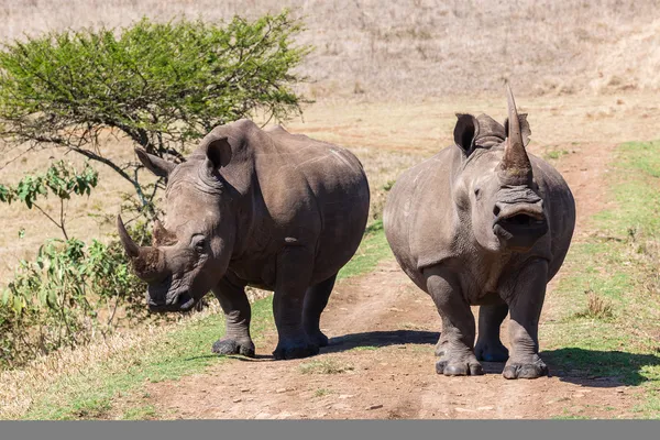 Rhino's Growl Head-On — Stock Photo, Image