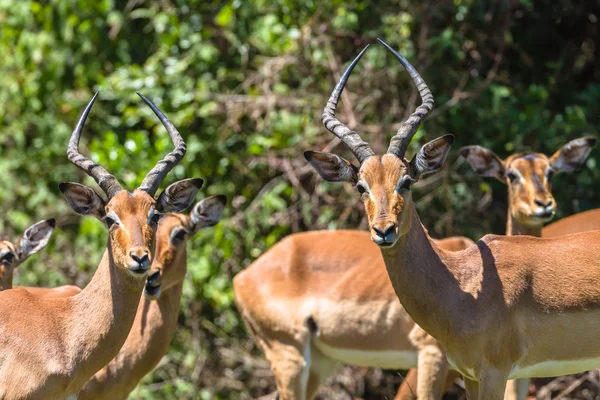 Dieren in het wild dieren bok man vrouw — Stockfoto