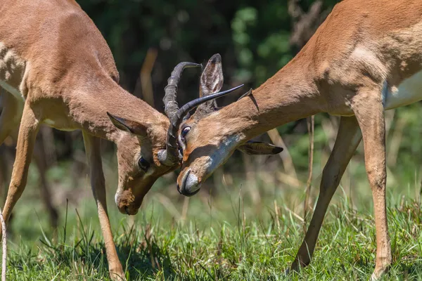 Wildlife Buck Horn Fight — Stock Photo, Image