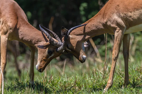 Wildlife Buck Horn Luta — Fotografia de Stock