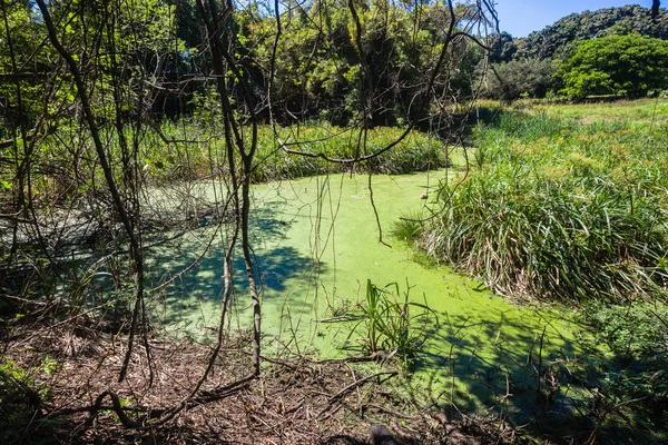 Gröna kärret vattenhålet — Stockfoto