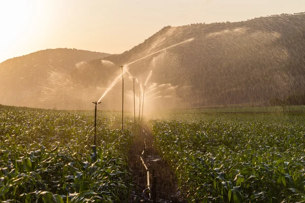 Farming Maize Crop Water Spraying — Stock Photo, Image