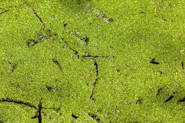 Yeşil bataklık su kuyusu — Stok fotoğraf