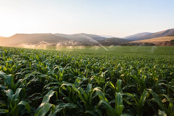 Rolnictwo, uprawy kukurydzy natrysk wodny — Zdjęcie stockowe