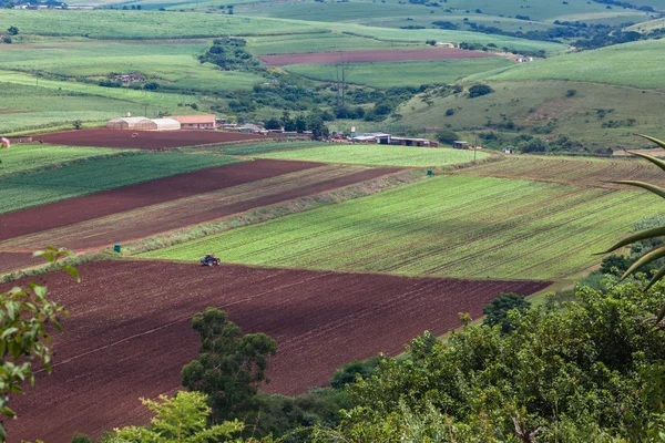 Campos Vegetais de Milho Agrícola — Fotografia de Stock