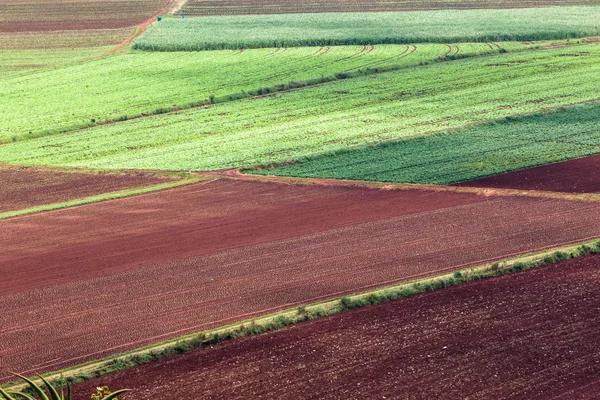 Campos de cultivo de maíz — Foto de Stock