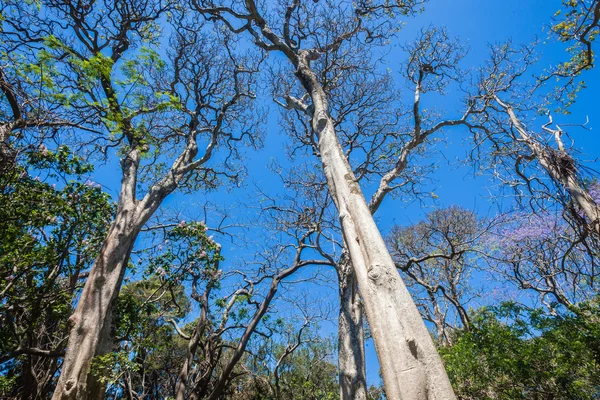 Grand Yellowwood Trees Bleu — Photo