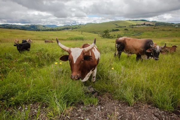 Dierlijke stier hoorns — Stockfoto