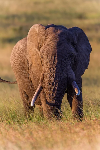 Deserto de capim elefante touro — Fotografia de Stock