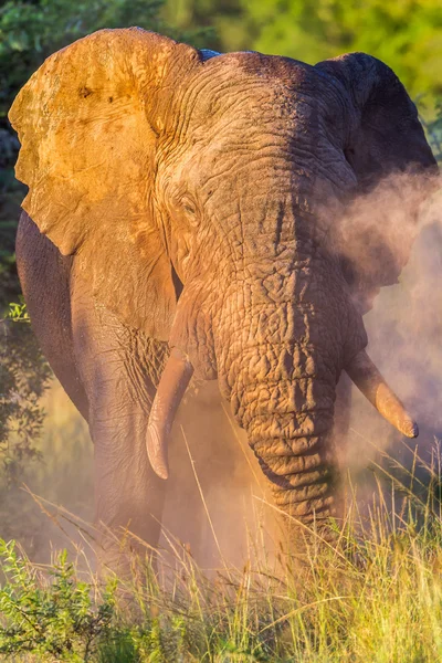 Elefantenbulle staubt Wildnis ab — Stockfoto