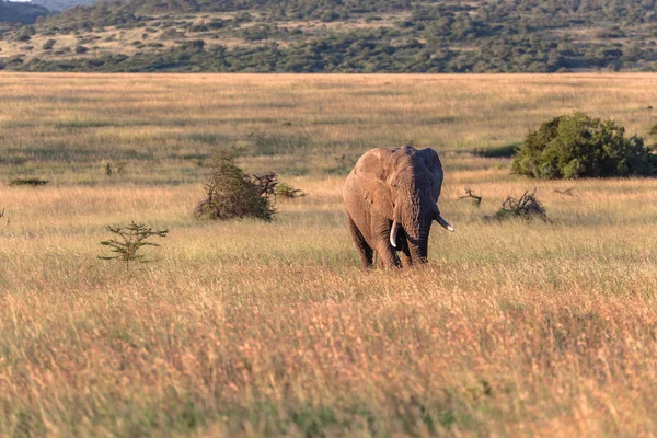 Bull Elephant Grass Wilderness — Stock Photo, Image