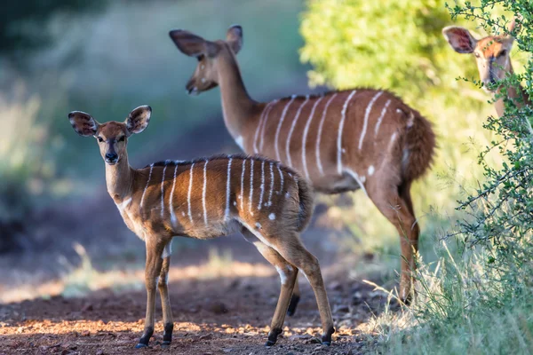 Calf Bucks Alert Animal Wildlife — Stock Photo, Image