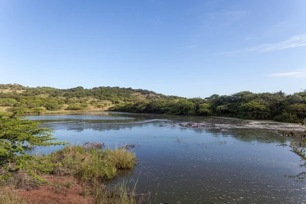 Water Hole Hippos Wildlife Landscape — Stock Photo, Image