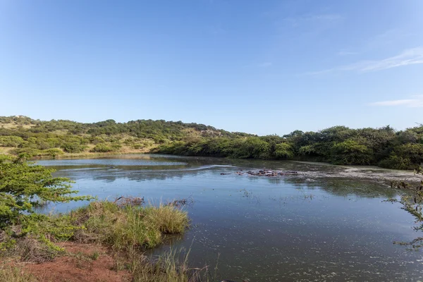 Water Hole Hippos Paisagem da Vida Selvagem — Fotografia de Stock