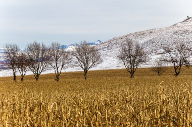 dağlar kış kuru mısır bitkileri