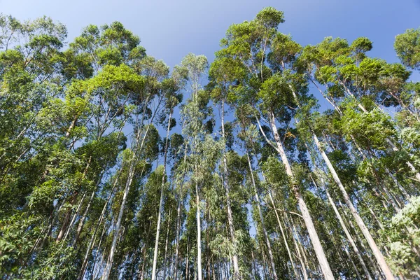 Árboles Alto Cielo Azul Bosques — Foto de Stock