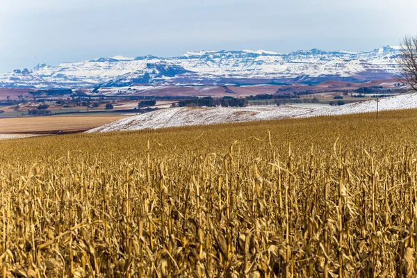冬の乾燥したトウモロコシの作物の山 — ストック写真