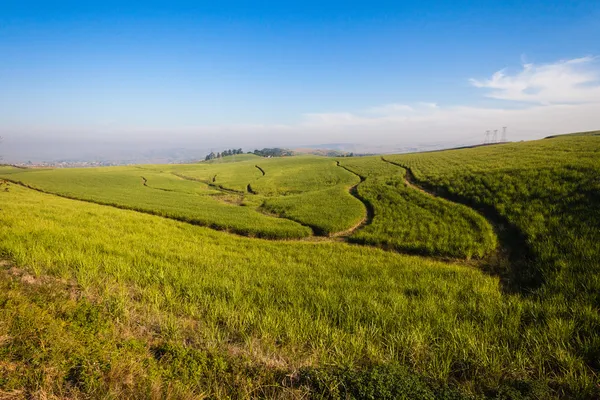 Sockerrör fält landskap — Stockfoto