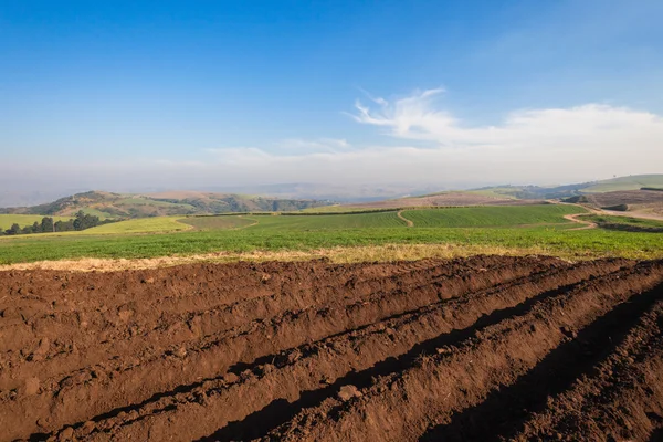 Cultivos de plantación de tierra fluida — Foto de Stock