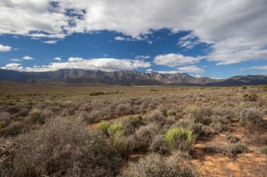 bitkiler kurak bitki örtüsü Dağı Yaylası