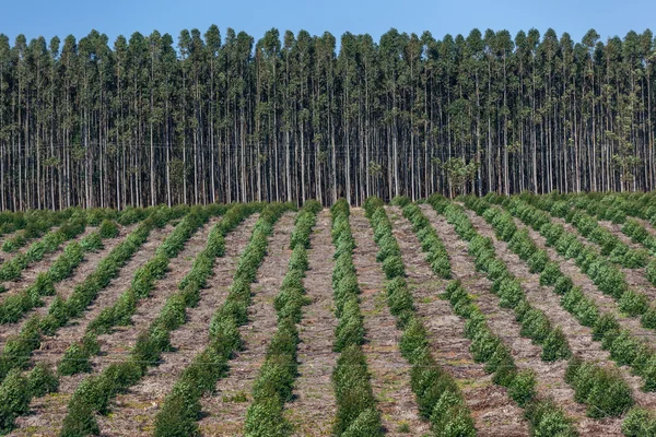 Trädet skogar plantation trä — Stockfoto