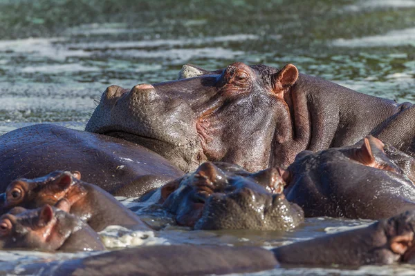 Wildlife hroši voda — Stock fotografie