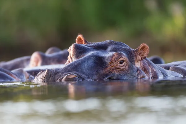 Yaban hayatı hippo boğa su — Stok fotoğraf