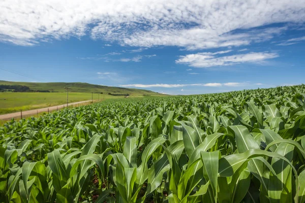 Mais Nahrungspflanzen grün blau — Stockfoto