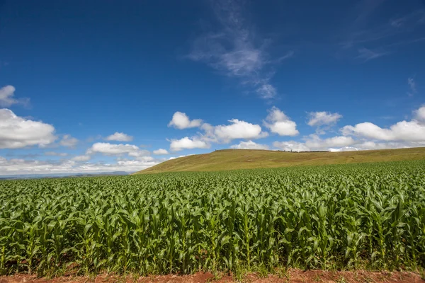 Maize Food Crops Green Blue — Stock Photo, Image