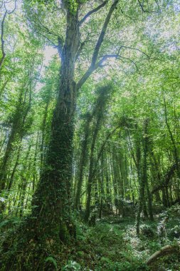 ağaçlar yeşil sarmaşık orman