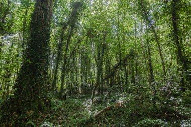 ağaçlar yeşil sarmaşık orman