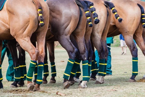 Игра в поло на лошадях — стоковое фото