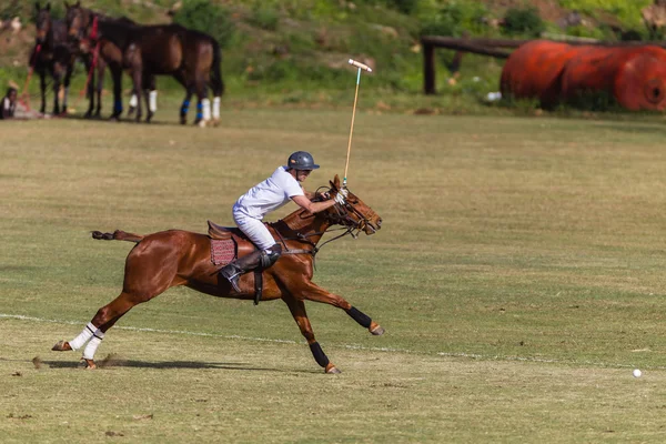 Horse Polo Game Action Royalty Free Stock Images