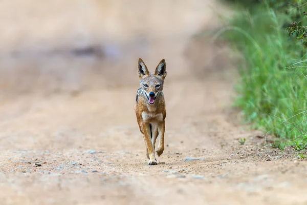 Chacal caza de vida silvestre — Foto de Stock