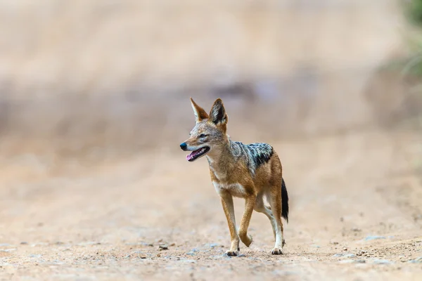 Jagd auf Schakale — Stockfoto