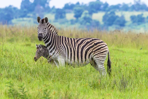 Zebra buzağı uyarı yaban hayatı — Stok fotoğraf