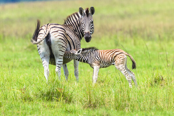 Zebra with feeding calf alert for predators late afternoon in the animal wildlife terrain.