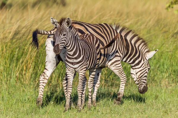 Alerta de bezerro Zebra Vida selvagem — Fotografia de Stock