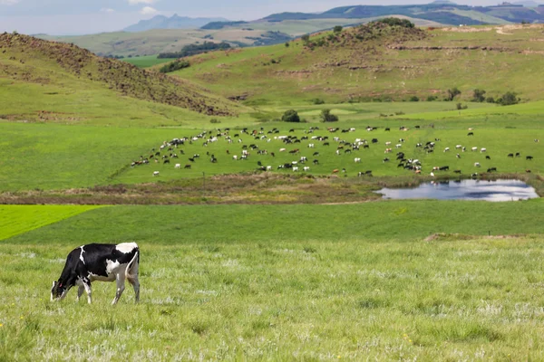 Cattle Grazing On The Mountains — Stock Photo, Image