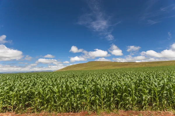 Кукурузная ферма Blue Sky — стоковое фото