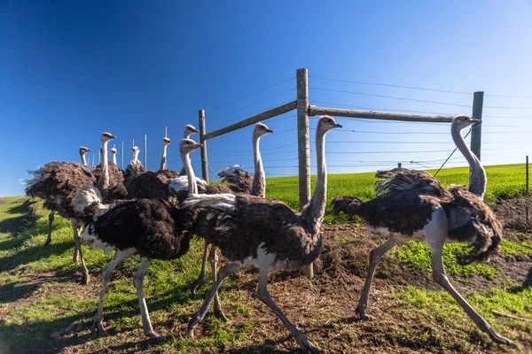 Agricultura de rebaños de avestruz —  Fotos de Stock