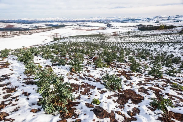 Växter som växer genom snön — Stockfoto