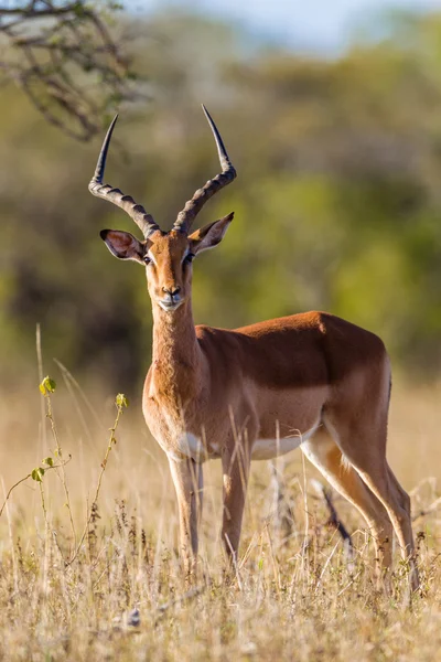 Animal Wildlife Impala Buck — Stock Photo, Image