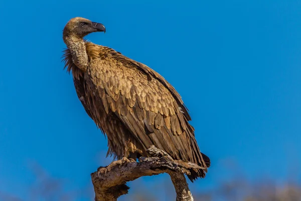 Buitre pájaro encaramado azul — Foto de Stock