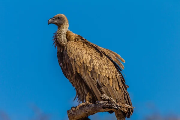 Buitre pájaro encaramado azul — Foto de Stock