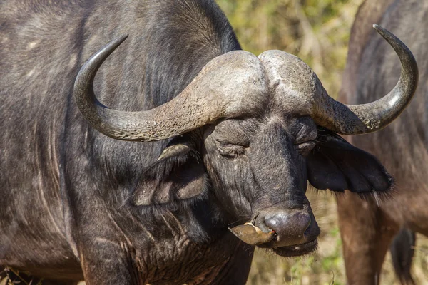 Wildlife buffalo pták čistič — Stock fotografie