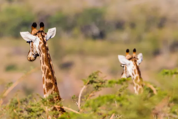 Wildlife Giraffes Who's Coming — Stock Photo, Image