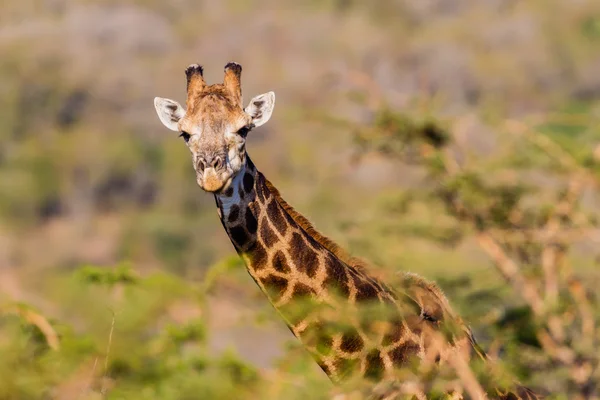 Wilde Giraffe hallo — Stockfoto