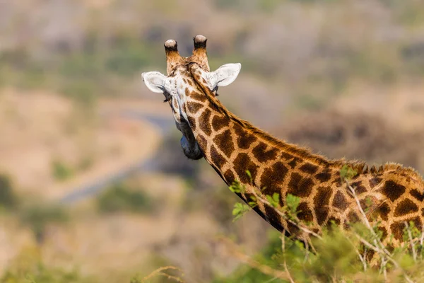 Wildtier-Giraffe wieder Touristin — Stockfoto